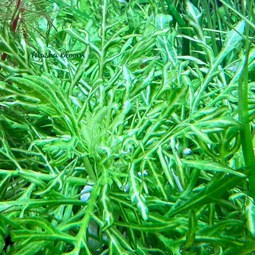 Гигрофила деморфная / синема вариегатная (Higrophila difformis variegated)