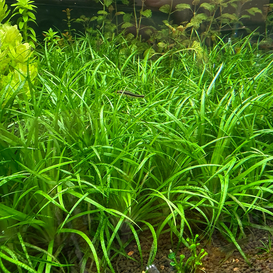 Эриокаулон Гояс (Eriocaulon sp. Goias Itaberai)