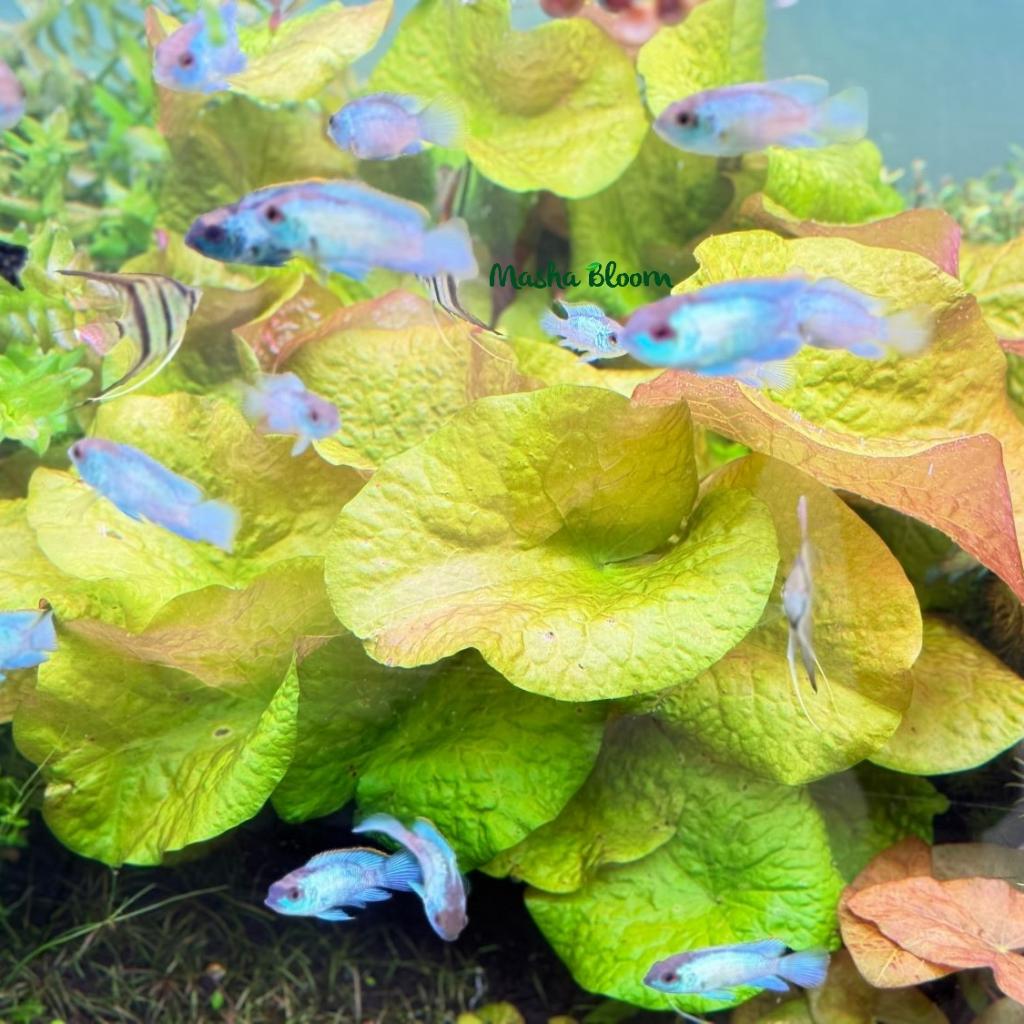 Нимфея рудге / раджа (Nymphaea rudgeana)