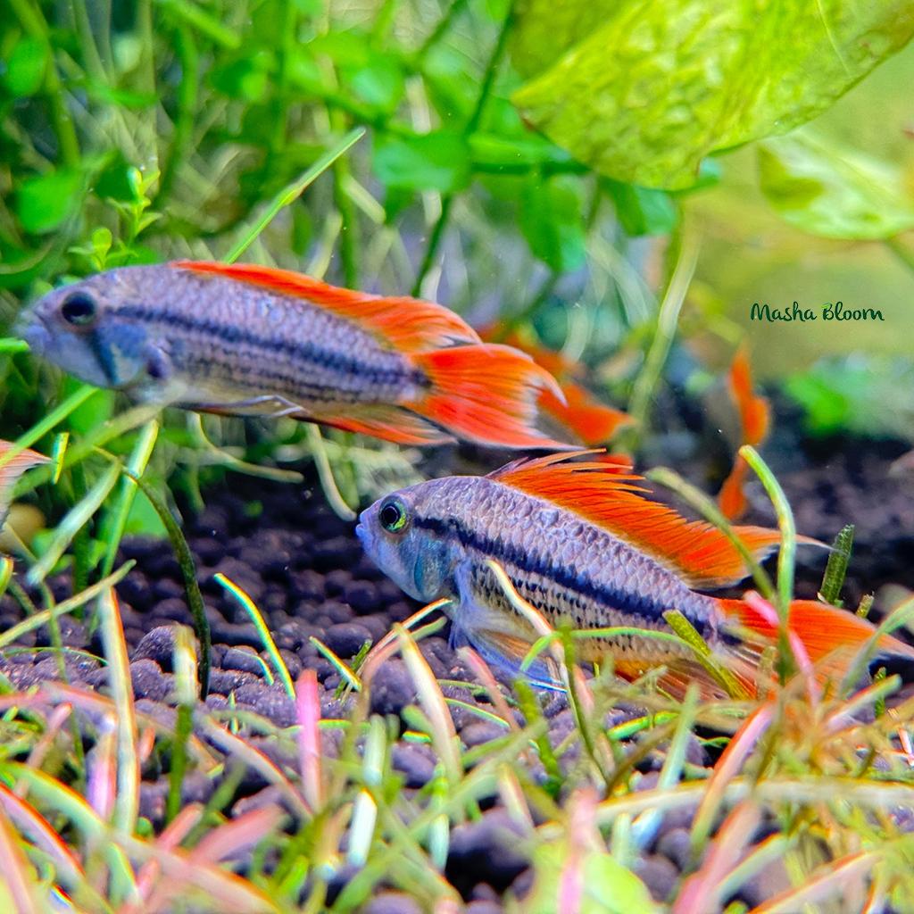 Апистограмма Какаду оранжевая (Apistogramma cacatuoides)