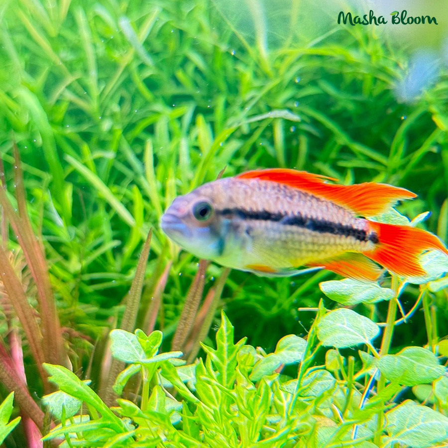 Апистограмма Какаду оранжевая (Apistogramma cacatuoides)