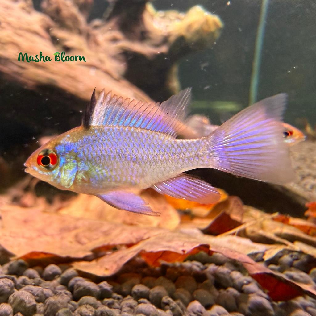 Апистограмма Рамирези Электрик Блю вуалевая (Mikrogeophagus ramirezi var «Electric Blue»)