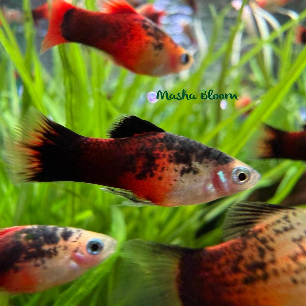 Пецилия рижская (Xiphophorus maculatus)
