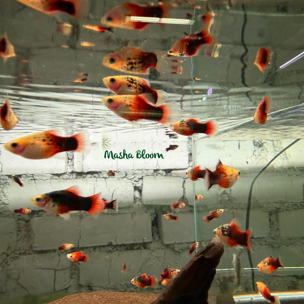 Пецилия рижская (Xiphophorus maculatus)