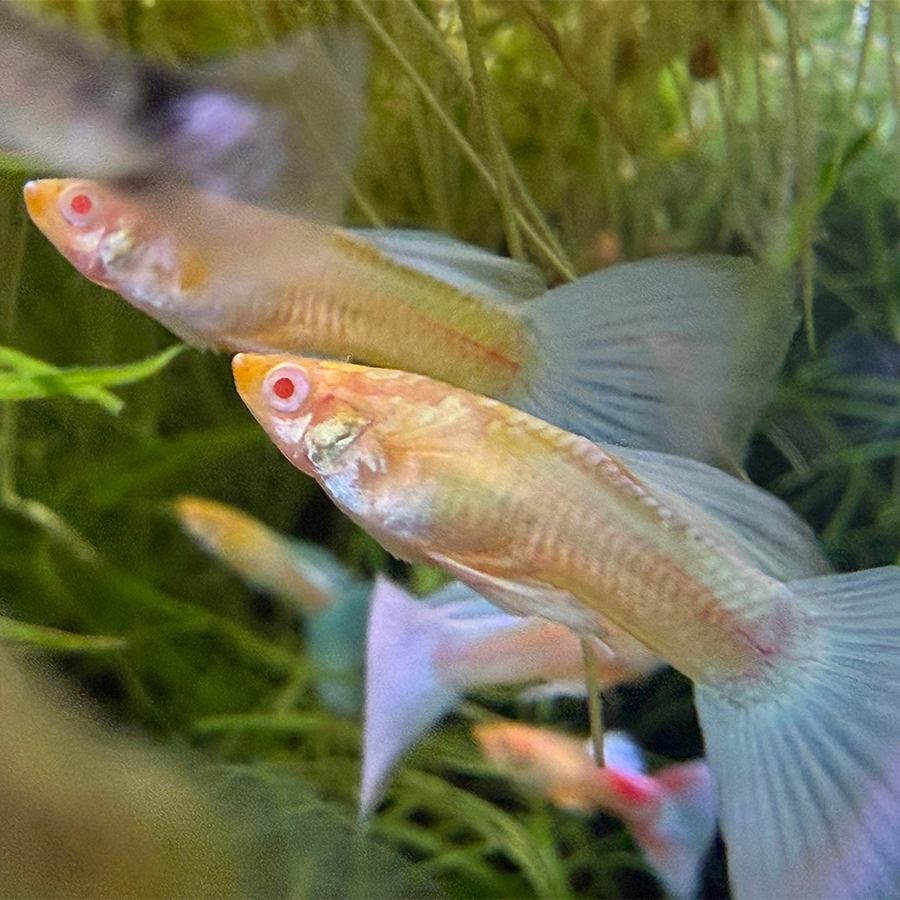 Гуппи Голубое небо Альбинос (Guppy Sky Blue Albino) ассорти