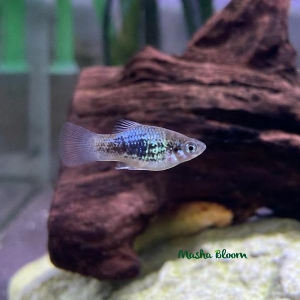 Пецилия голубая (Xiphophorus maculatus)