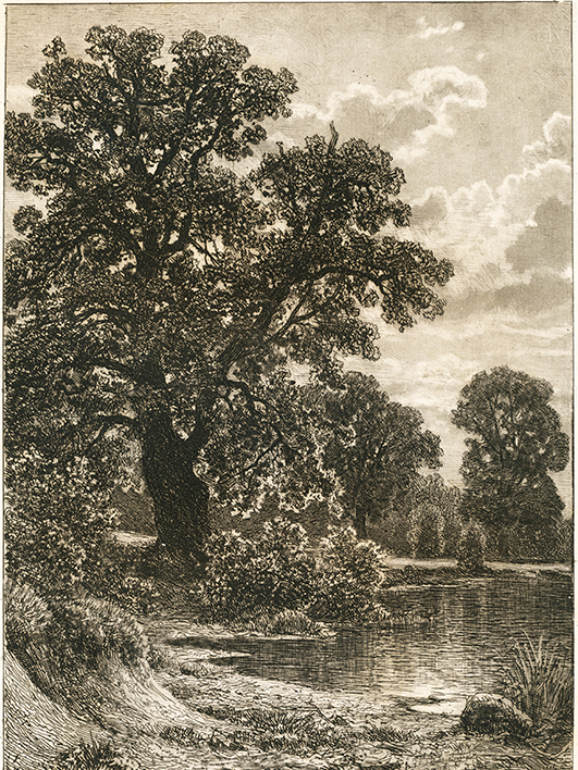 Дуб. Художественный оттиск с офорта И.И. Шишкина