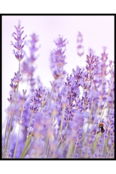 Постер Лавандовое поле  #3