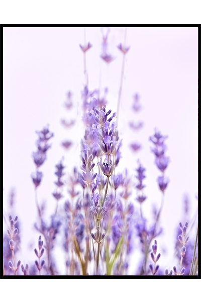 Постер Лавандовое поле  #2