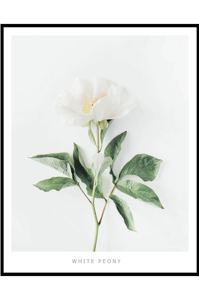 Постер Белый пион