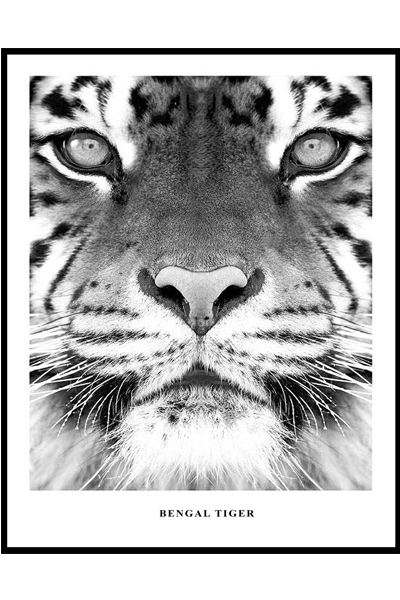 Постер Бенгальский тигр