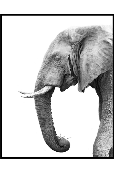 Постер Африканский слон