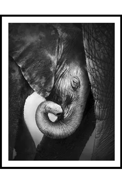 Постер Слонёнок