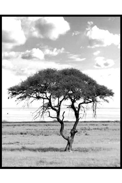 Постер Саванна