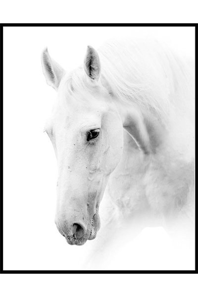 Постер Белая лошадь