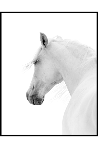 Постер Белая лошадь #2