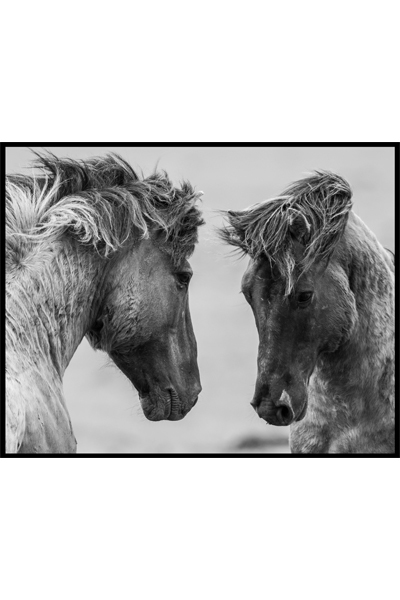 Постер Дикие мустанги