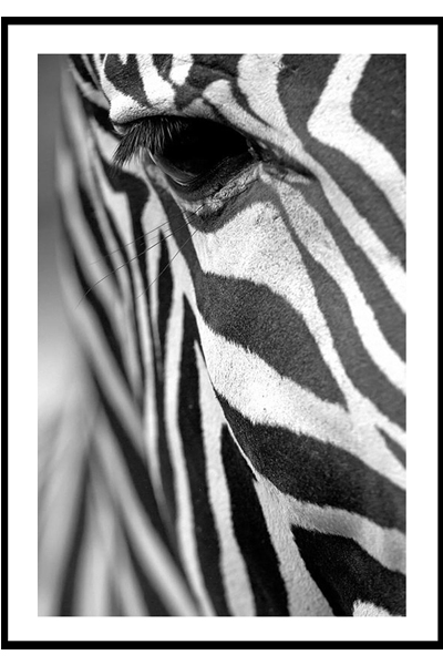 Постер Зебра