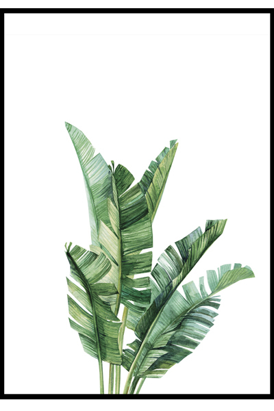 Постер Листья банана