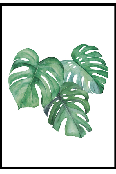 Постер Монстера