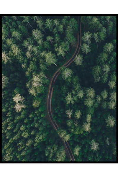 Постер Лесная дорога