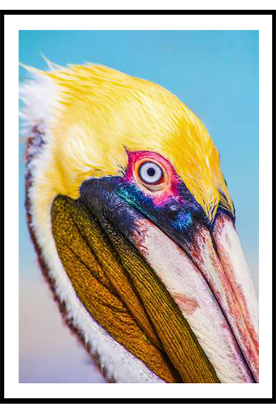 Постер Пеликан