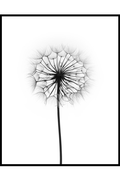 Постер Одуванчик