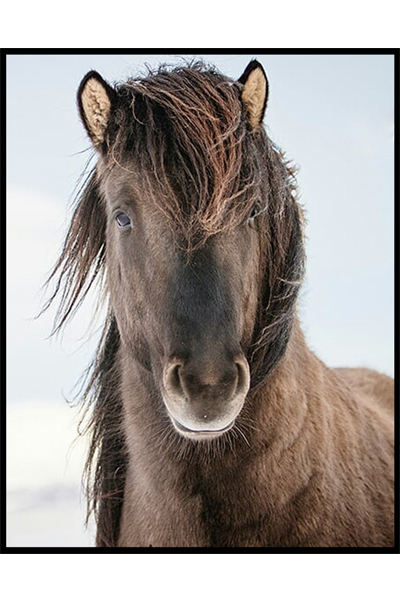 Постер Исландский жеребец