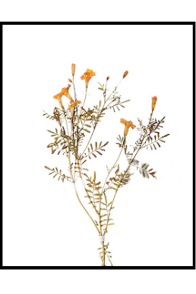 Постер Сухоцвет #1