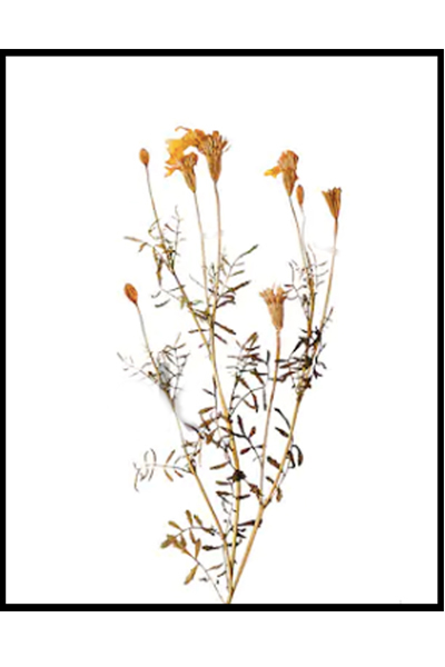 Постер Сухоцвет #2