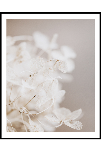 Постер Сухоцветы