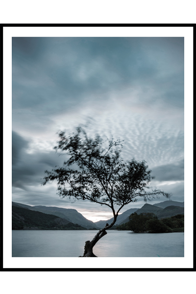 Постер Дерево