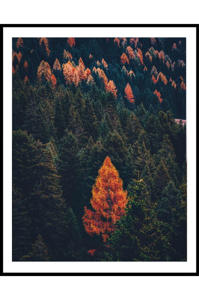 Постер Оранжевая ёлка