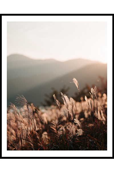 Постер Колоски