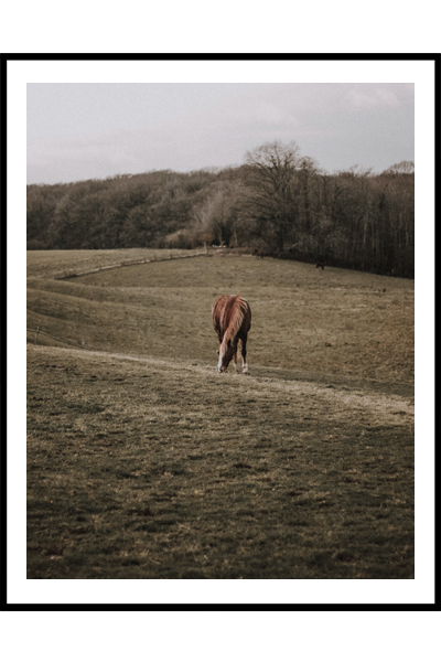Постер Конь в поле