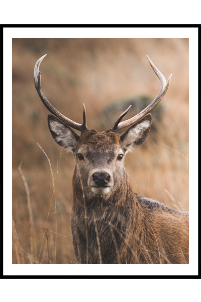 Постер  Олень #2