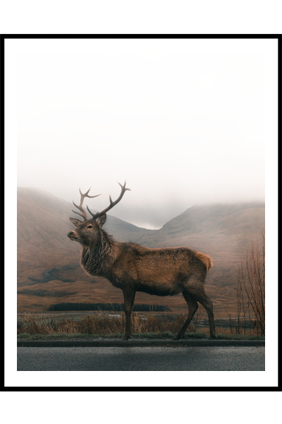 Постер  Олень  #5