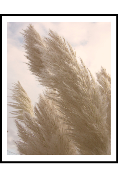 Постер  Пампасная трава
