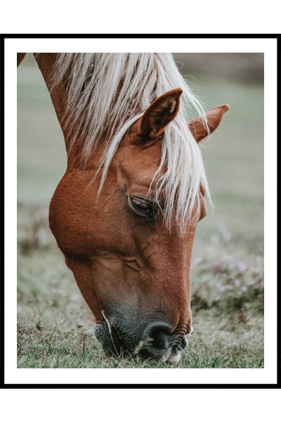 Постер  Рыжий конь