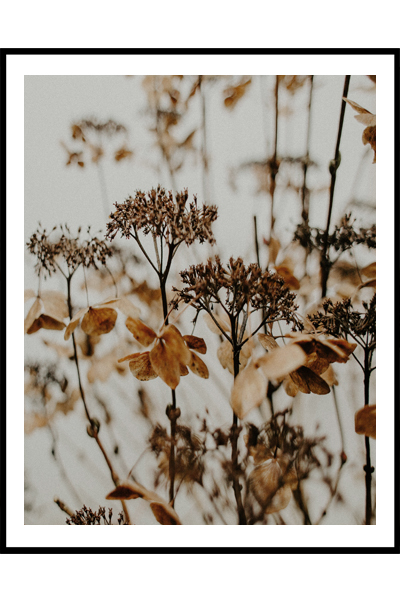 Постер  Полевой сухоцвет