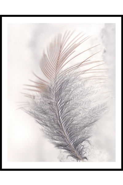 Постер Розовое перо