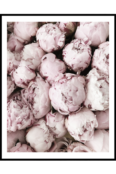 Постер Розовые бутоны