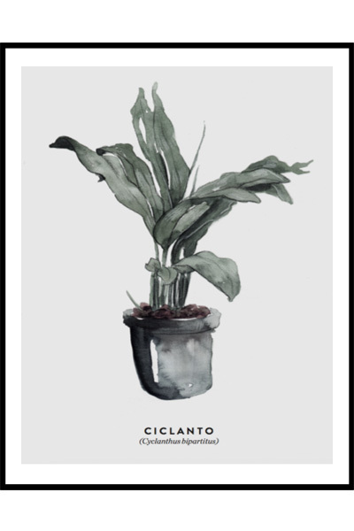 Постер Ботаника Ciclanto