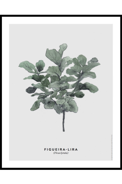 Постер Ботаника Lira