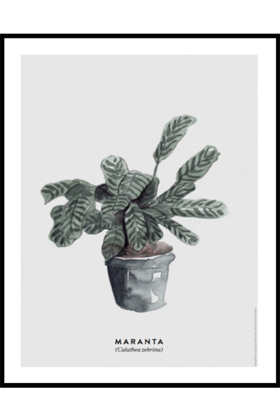 Постер Ботаника Maranta