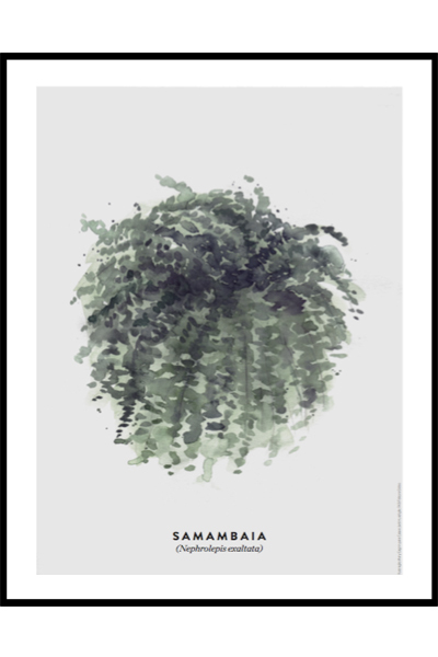 Постер Ботаника Samambaia