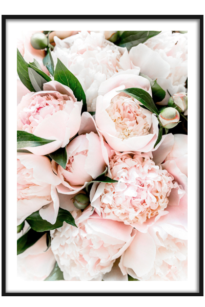 Постер Букет Пионов