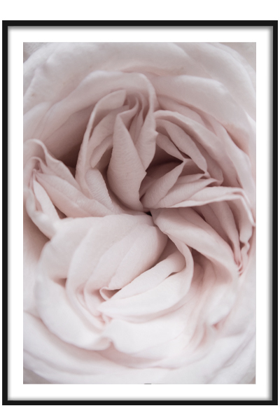 Постер Роза