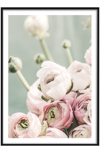 Постер Ранункулюс