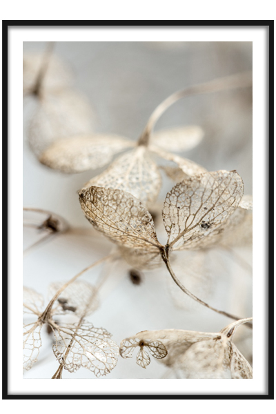 Постер Сухоцветы  #3